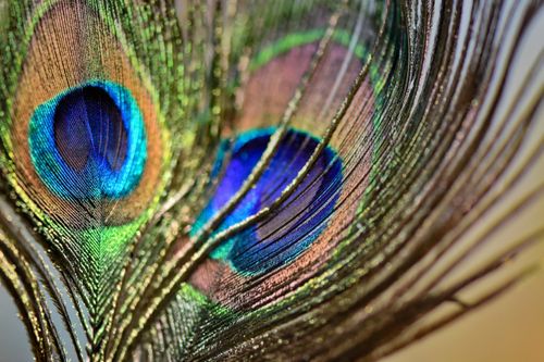 Free Stunning macro shot highlighting the vivid colors and patterns of a peacock feather. Stock Photo