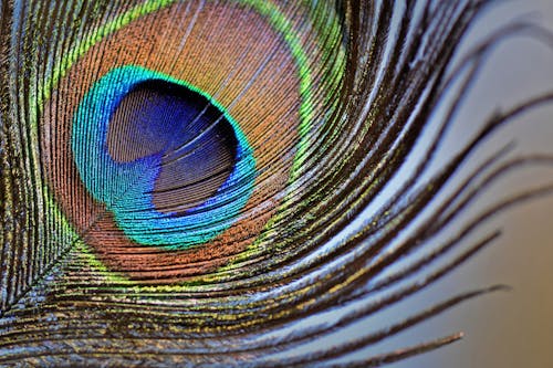 Free Macro Shot of a Peacock's Feather Stock Photo