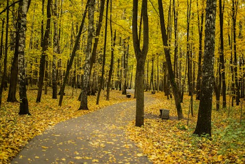 Free  Yellow Leaves of Trees in the Woods Stock Photo
