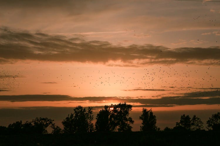 Silhouettes Of Bird Flock And Tree Tops On Sunset Sky