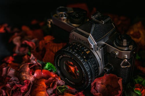 Nikon Photo Camera in Potpourri Flakes