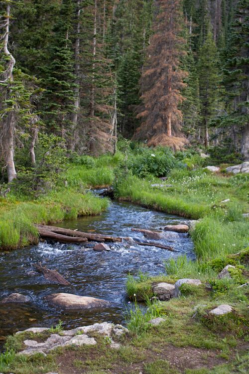 Free Peaceful forest stream flowing through lush greenery in Cody, Wyoming. Stock Photo