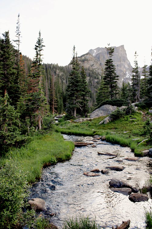 Green Pine Trees Near Rocky Mountain