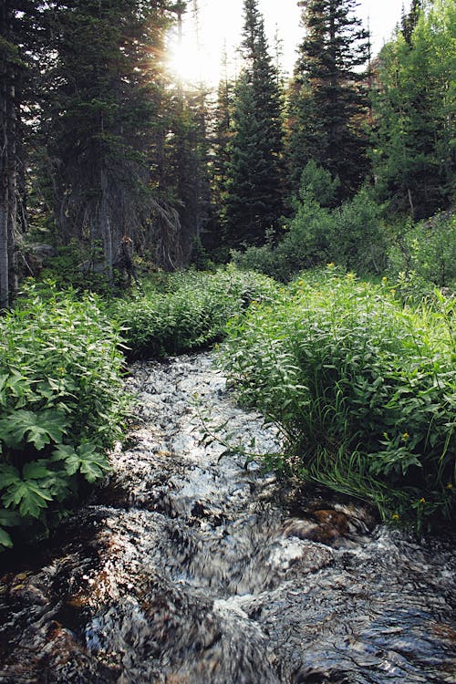 Flowing River Near Green Grass and Trees