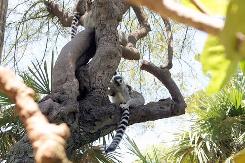 Lemuri Dalla Coda Ad Anelli Nella Struttura Ad Albero