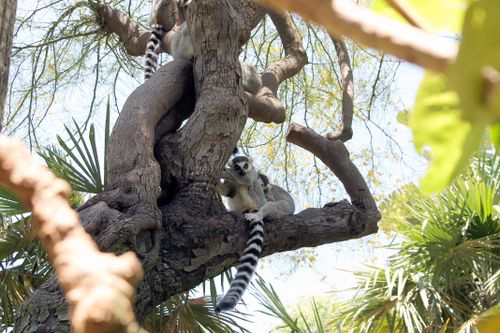 Free A ring-tailed lemur rests on a tree branch in its natural habitat, surrounded by lush greenery. Stock Photo