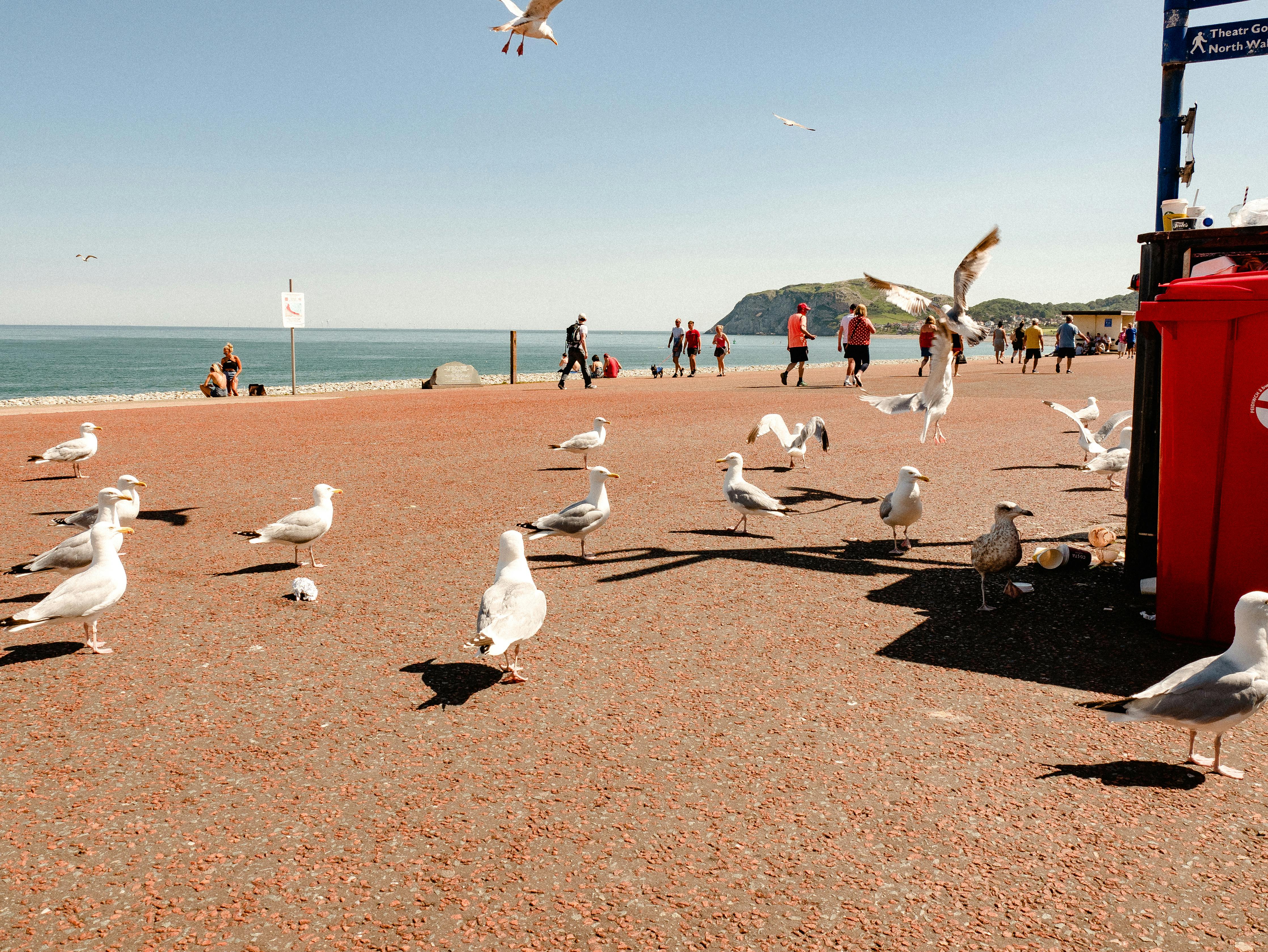 A lively scene with seagulls and people on the seaside promenade in Llandudno, Wales.