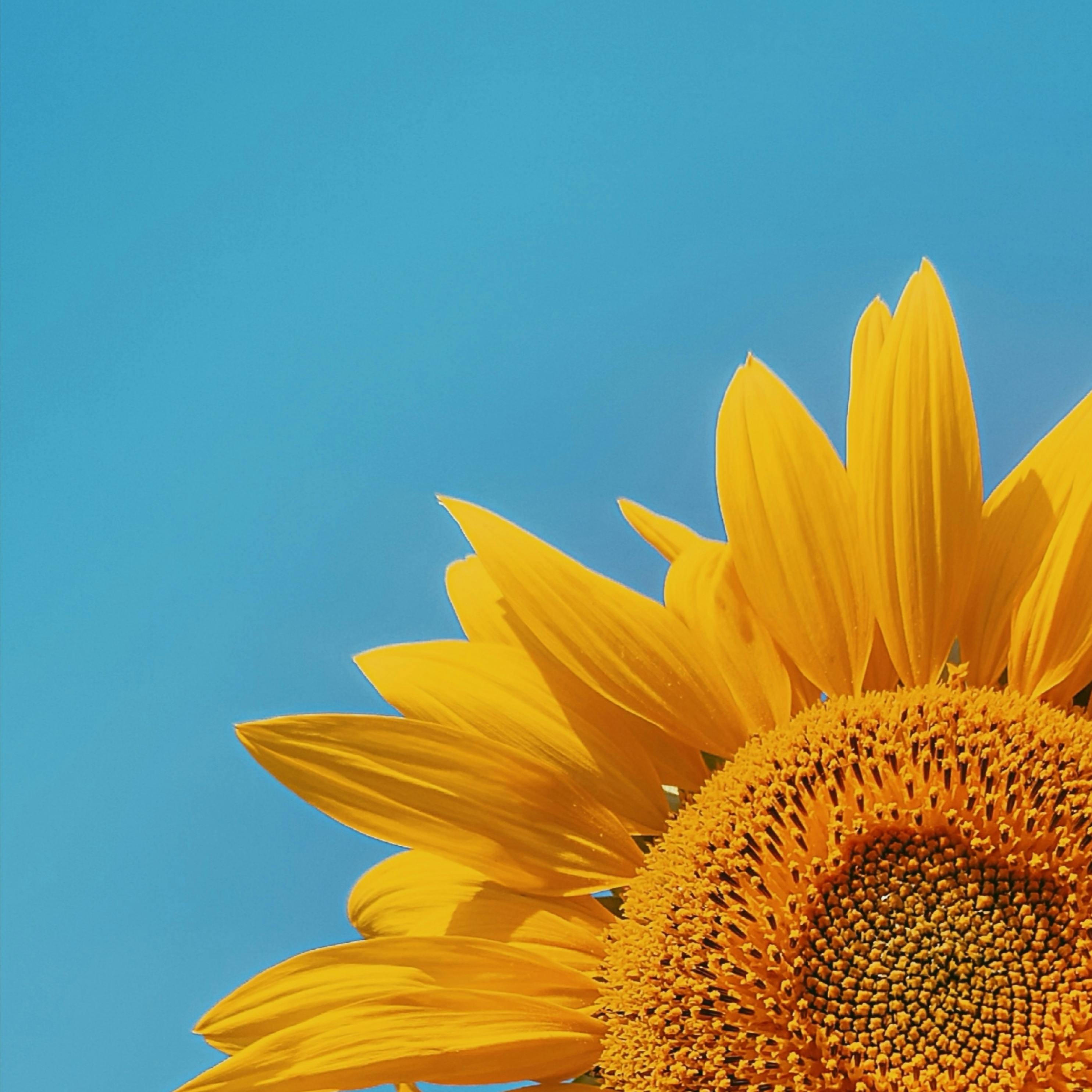 Photo gratuite de brillant, ciel bleu, fleur jaune, flore, fond d'écran,  magnifique, photo macro, photographie de fleurs, tir vertical, tournesol