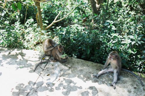 Free From above of small monkeys with short gray fur chilling on pavement near greenery under foliage in sunlight Stock Photo