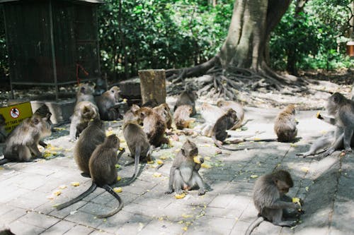Bunch of monkeys with grey soft fur eating fruits on pavement next greenery and old tree with tick trunk in sunlight