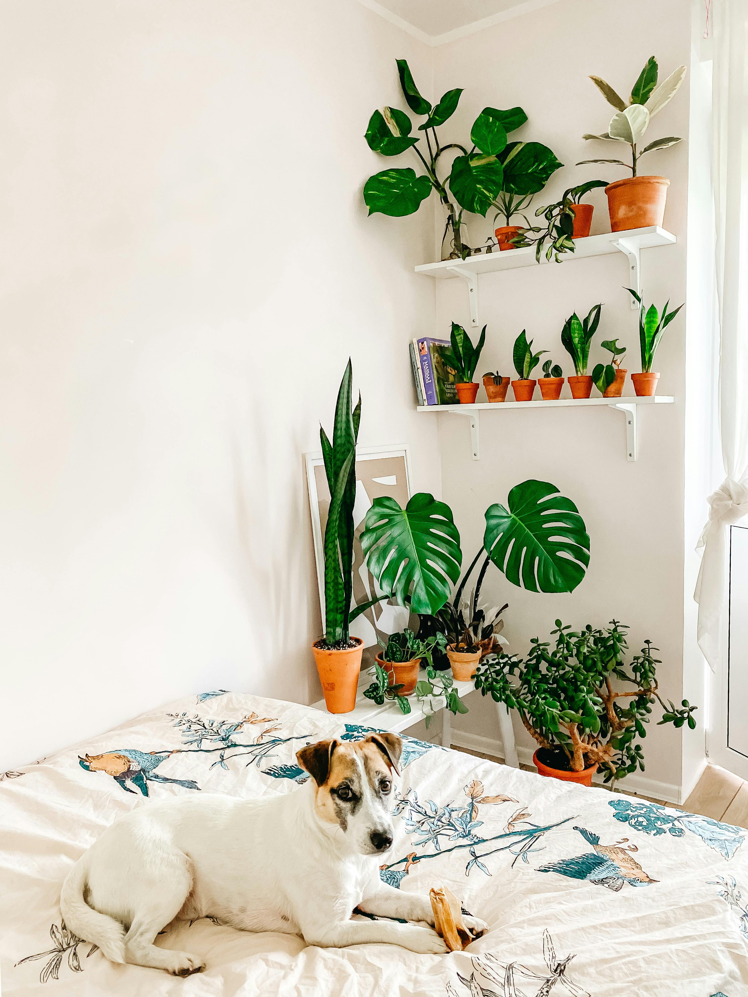 Adorable Smooth Fox Terrier dog resting in bedroom near houseplants collection