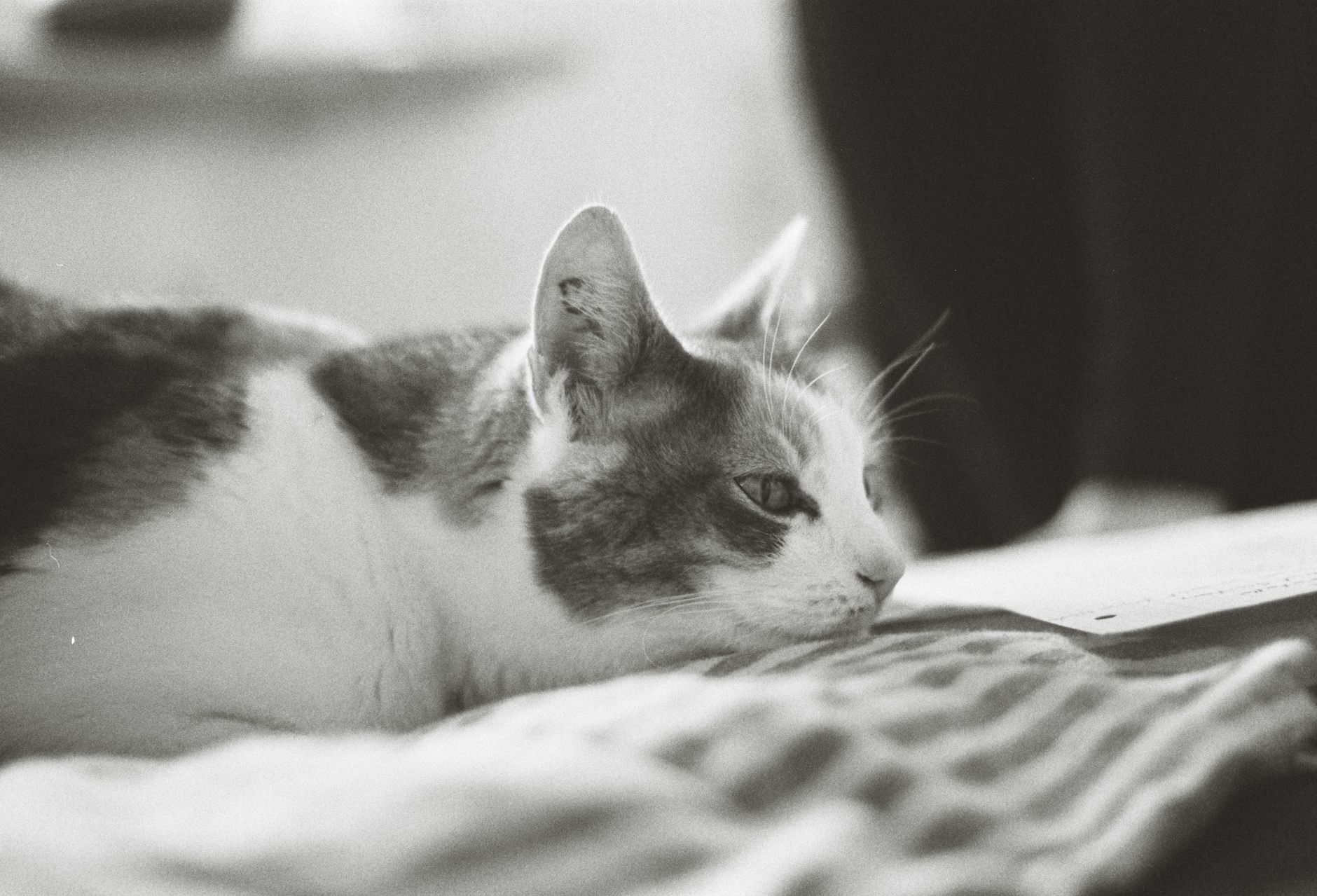 Portrait of a cat at a veterinary clinic