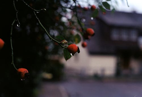 Red Fruit on a Branch of Tree