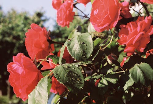 Fotobanka s bezplatnými fotkami na tému červené kvety, kvapky rosy, kvet ovocného stromu