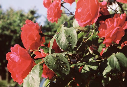 Close-up of vivid red roses with dewdrops on leaves, captured outdoors in natural light.