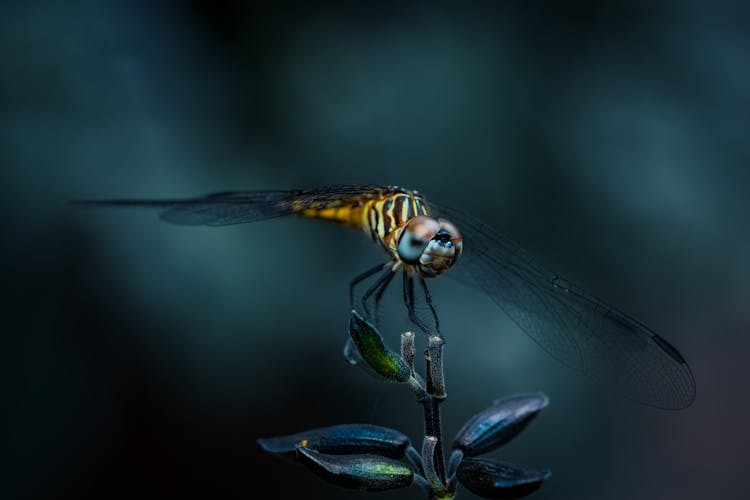 Colorful Dragonfly Sitting On Small Plant