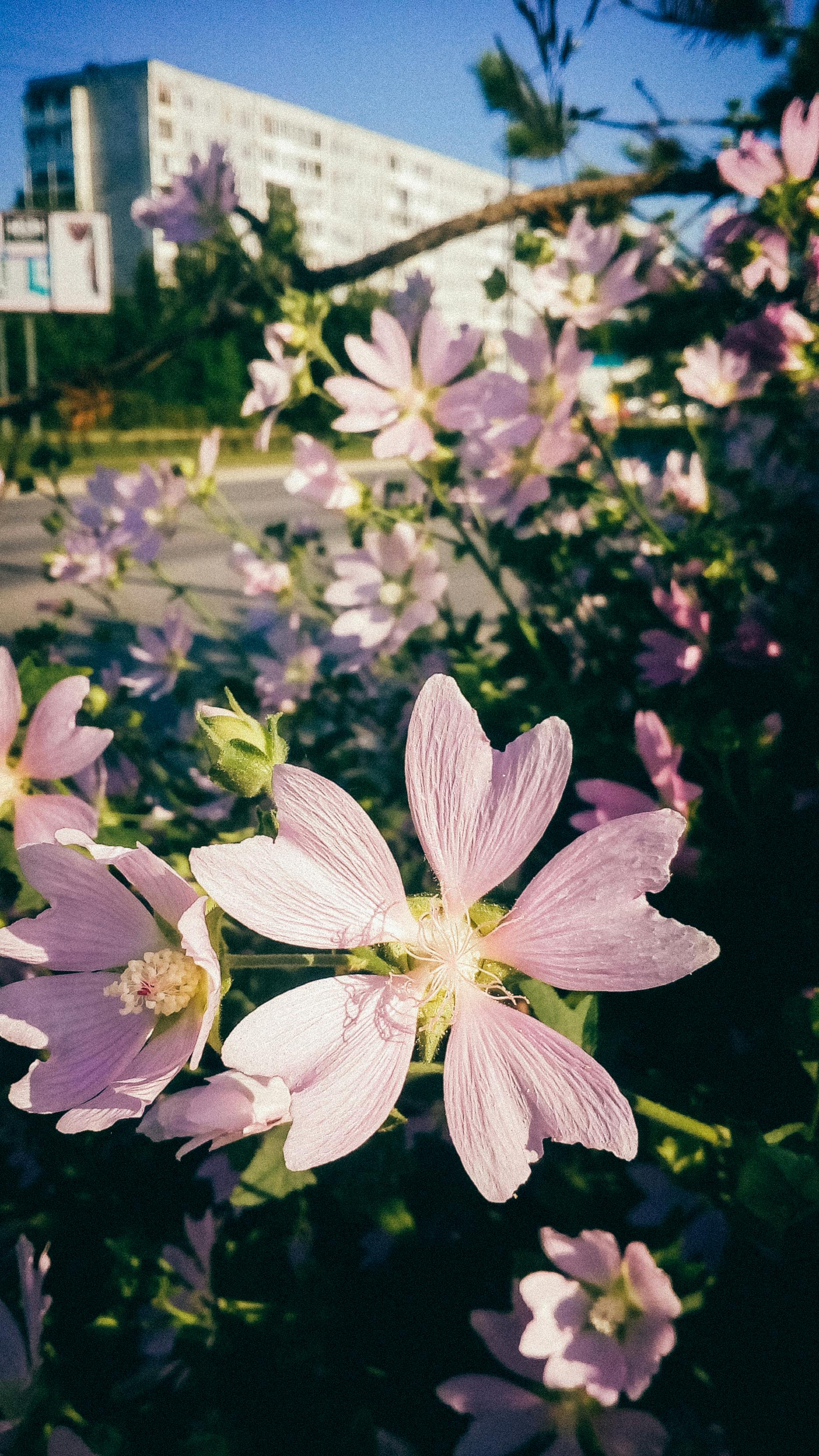 阳光明媚的花园里，盛开着充满活力的粉红色锦葵花，是自然爱好者的完美去处