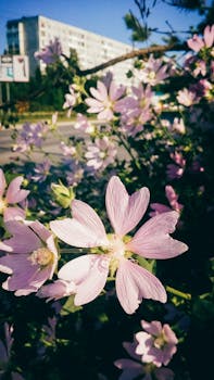 阳光明媚的花园里，盛开着充满活力的粉红色锦葵花，是自然爱好者的完美去处