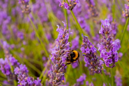 A close-up of a bumblebee collecting nectar from vibrant lavender flowers in a picturesque rural setting.