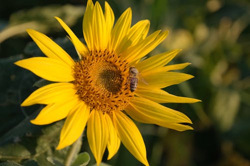 Macro Photography of Honey Bee on a Blooming Sunflower