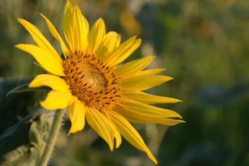 Macro Photography of a Blooming Sunflower