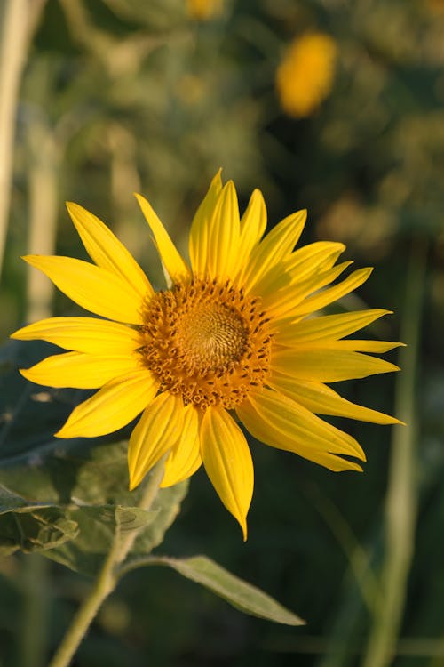 Macro Photography of a Blooming Sunflower