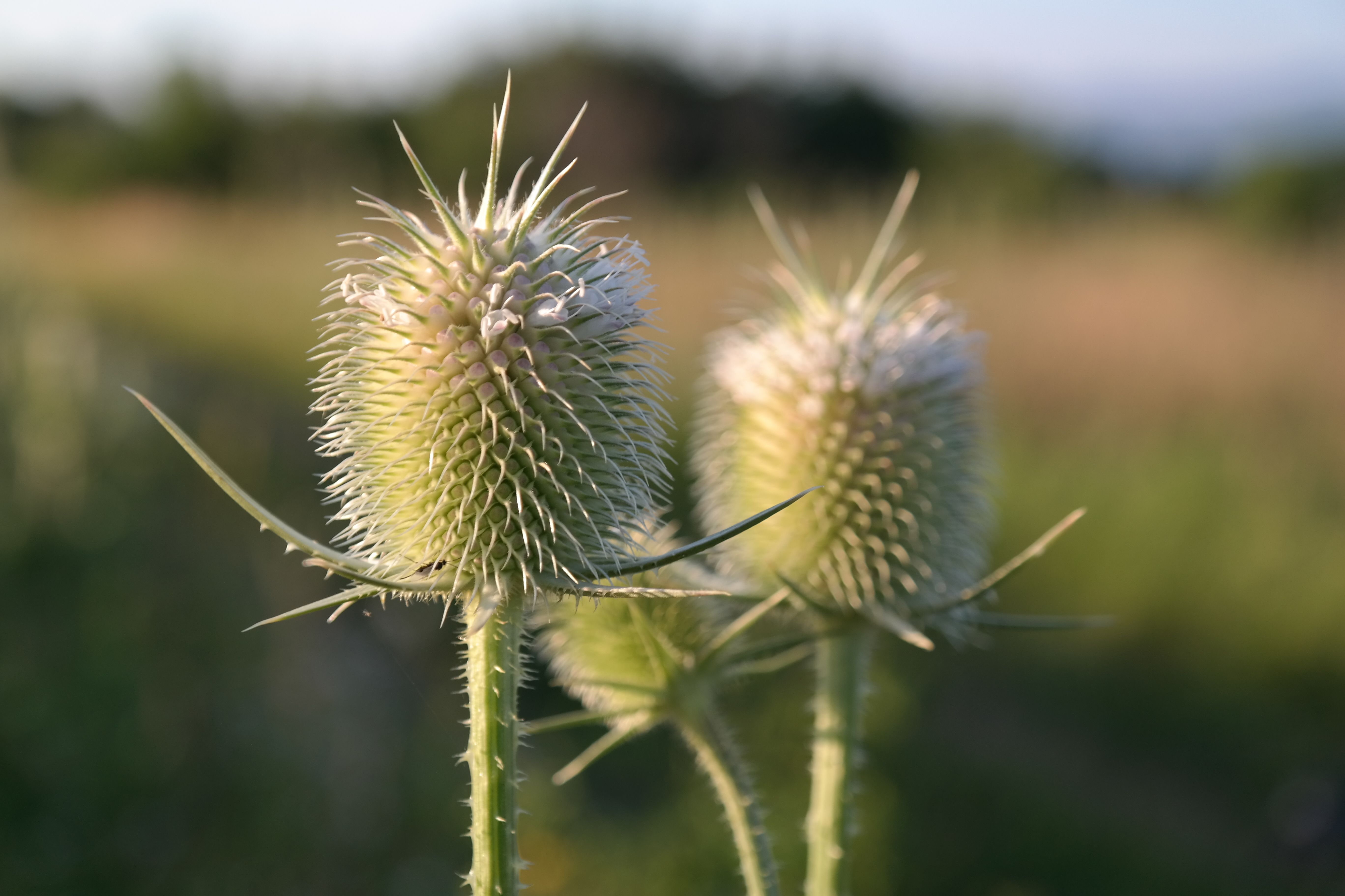 Teasel Root: The Ancient Herb Making a Modern Comeback