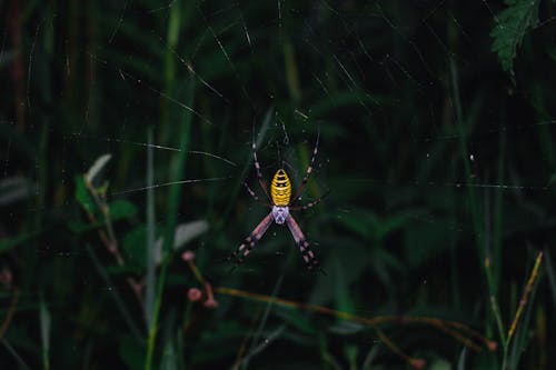 Бесплатное стоковое фото с дикая природа, животное, паук
