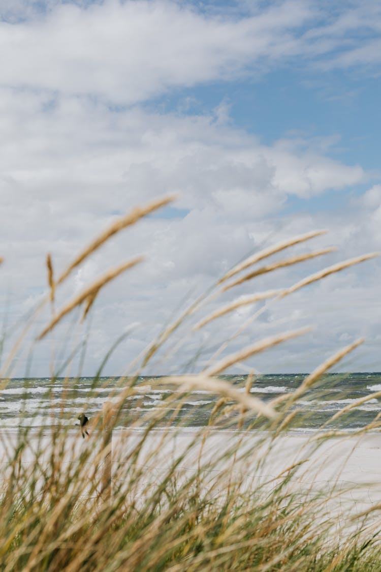 Beach Grass Near The Sea