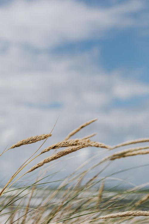 Free Close-up of marram grass swaying gently against a blue, cloudy sky, evoking the feel of a windy beach day. Stock Photo