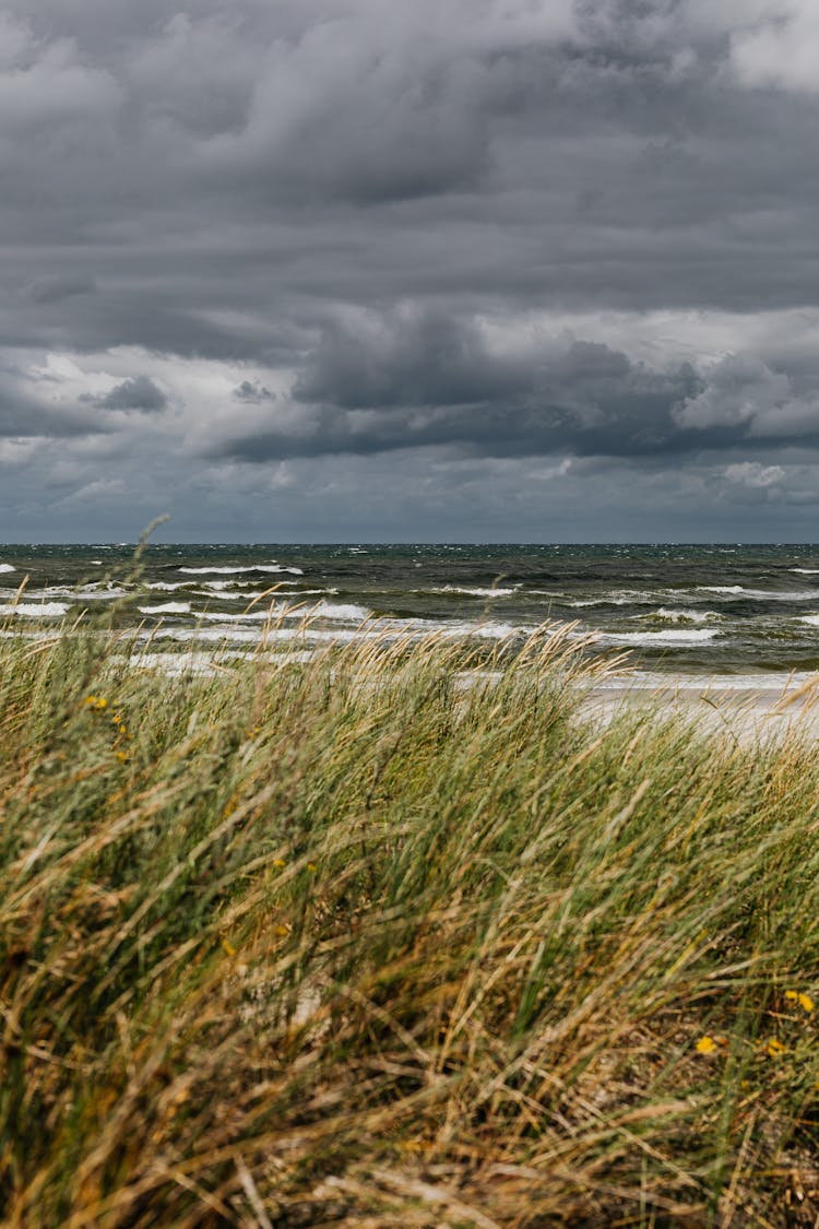 Marram Grasses Swaying By The Wind