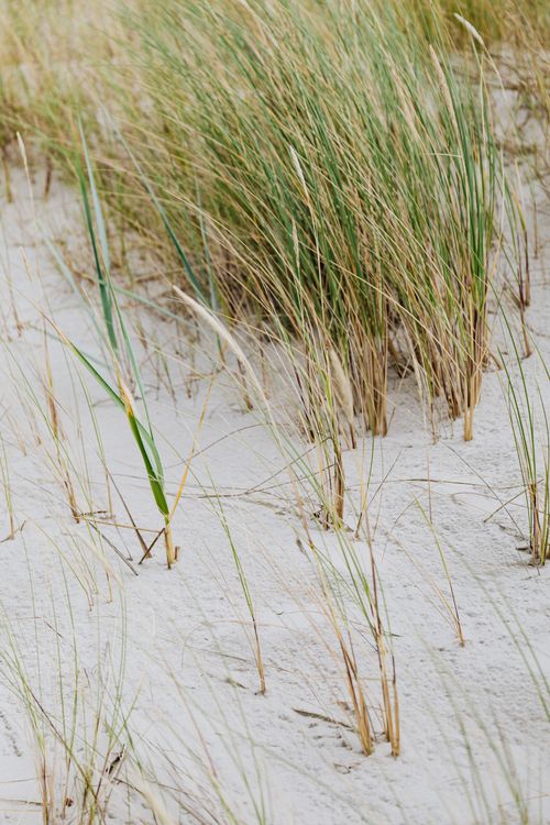 Free Sandy beach dunes adorned with tall marram grass swaying gracefully, capturing coastal serenity. Stock Photo