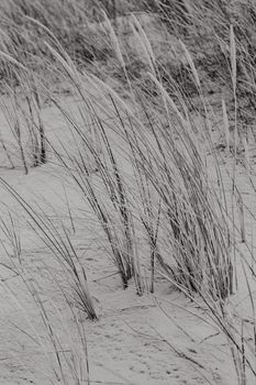 A tranquil black and white photo of beach grasses swaying in the wind.