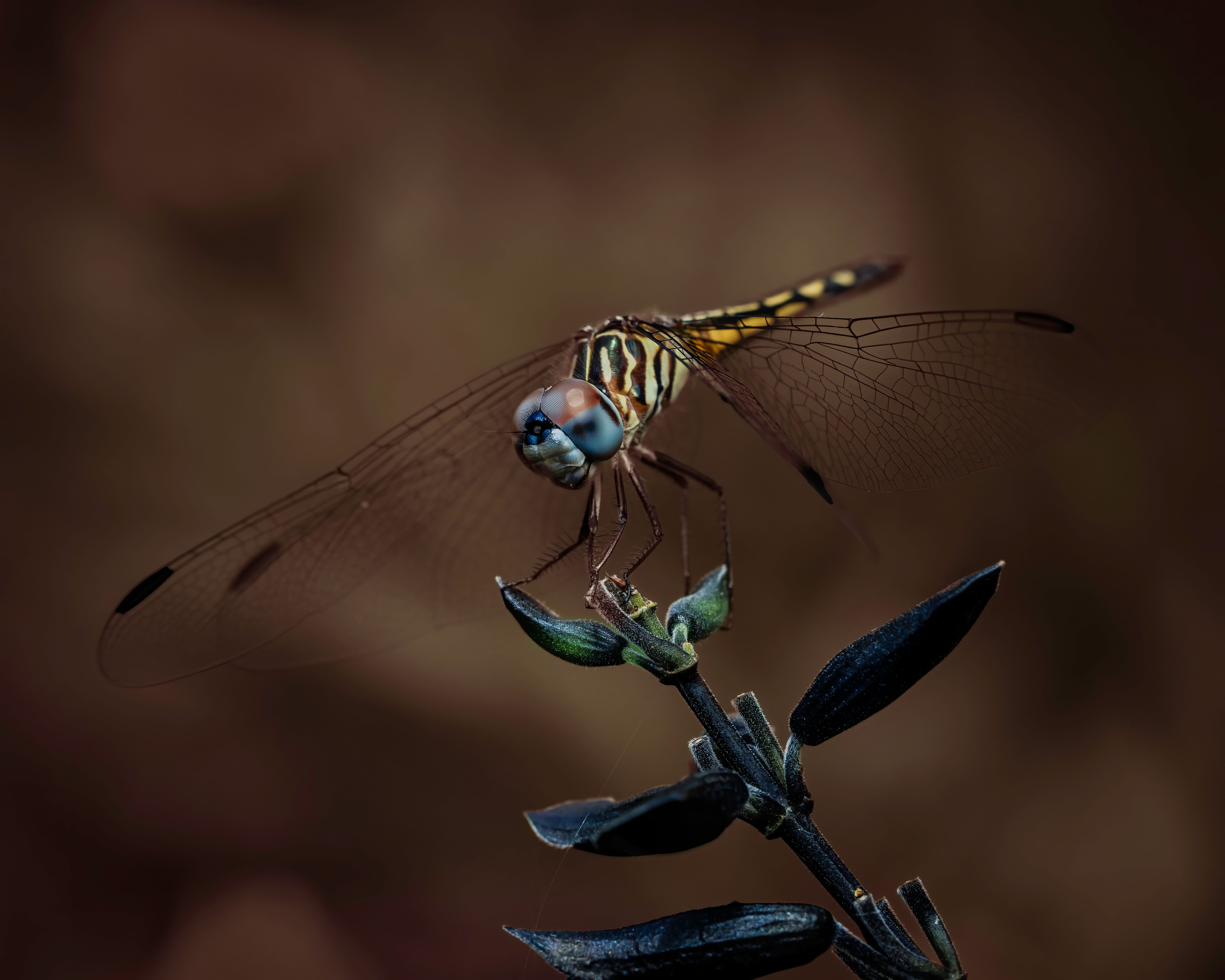 Dragonfly sitting on plant in nature · Free Stock Photo