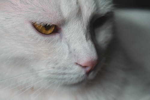 Free Muzzle of calm white cat with yellow eyes and pink nose looking away Stock Photo