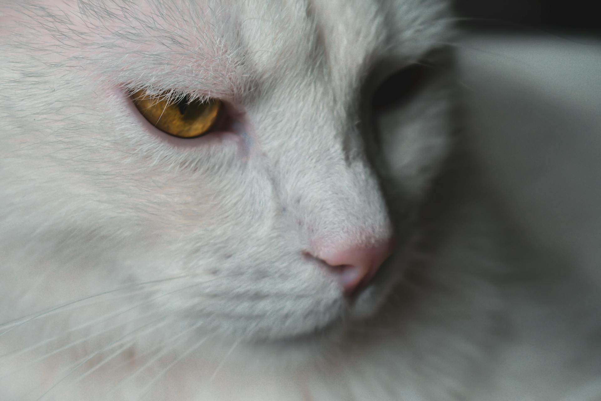 Muzzle of calm white cat with yellow eyes and pink nose looking away