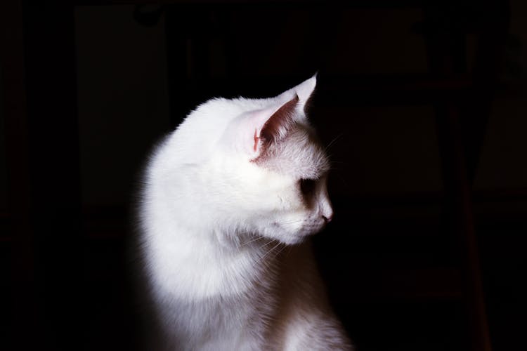 Domestic White Cat Against Black Background