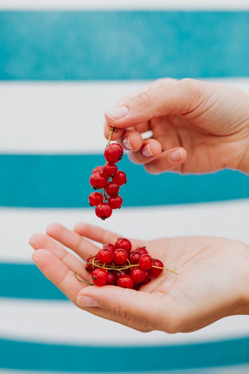 A Person Holding Red Currants