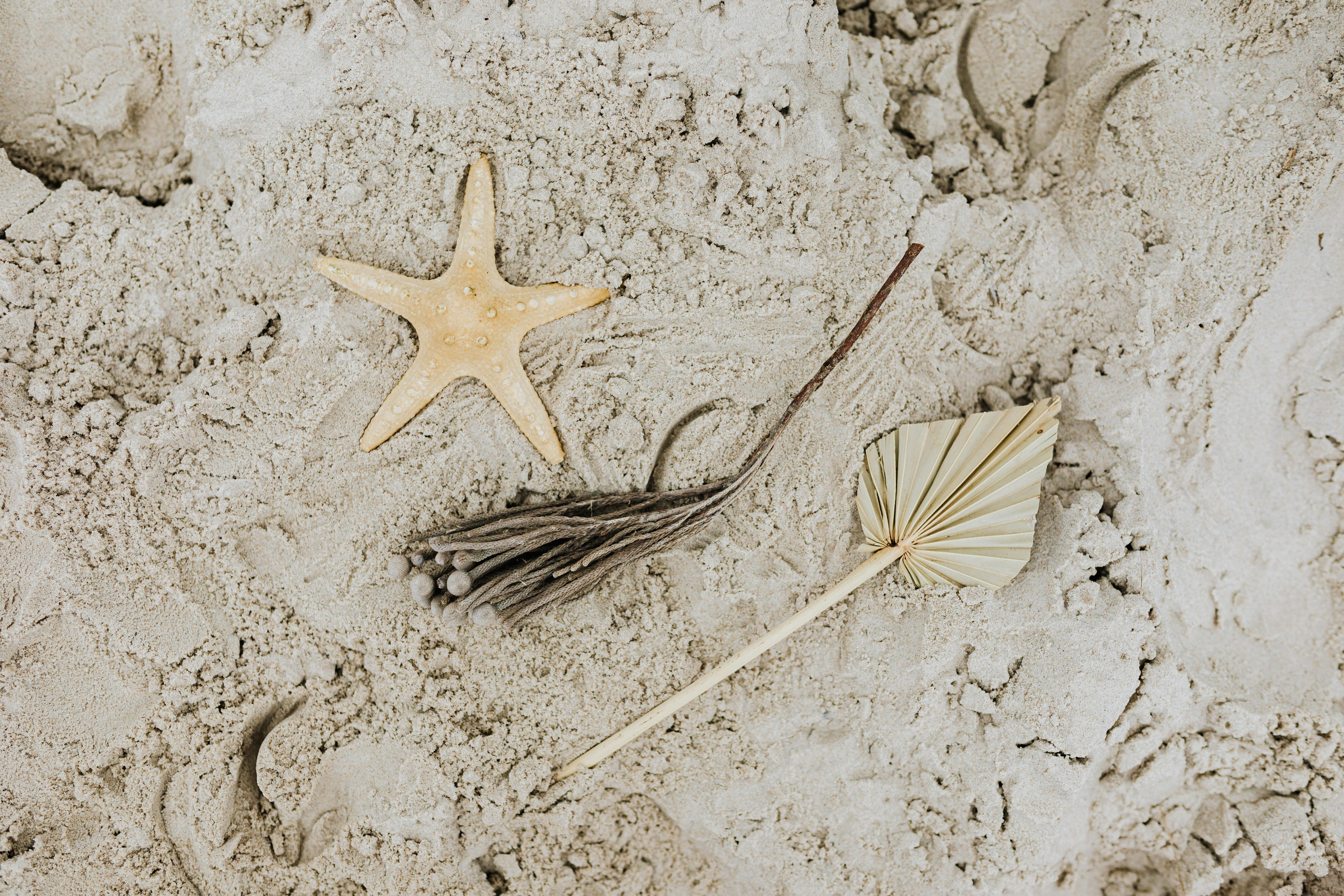 海星、干棕榈叶和排列在沙滩背景上的树枝的特写镜头