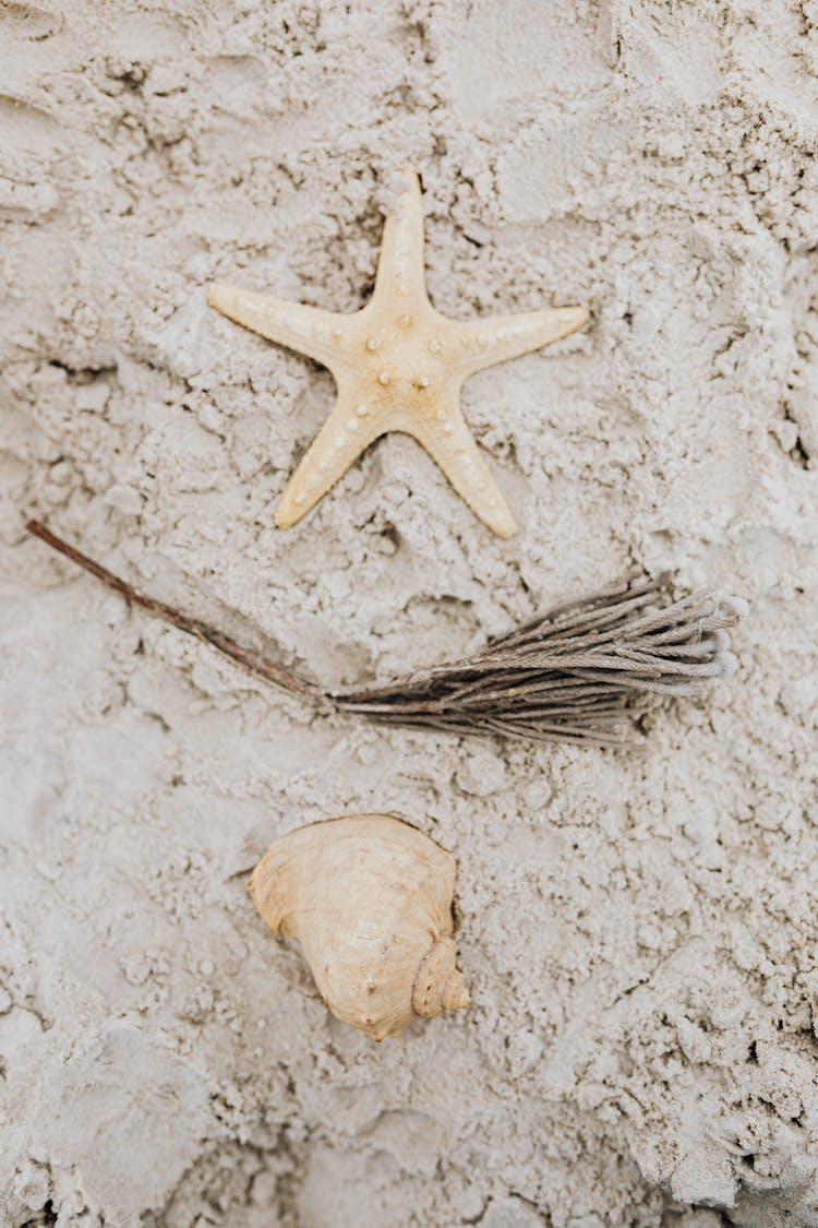 A Starfish And Seashell On White Sand