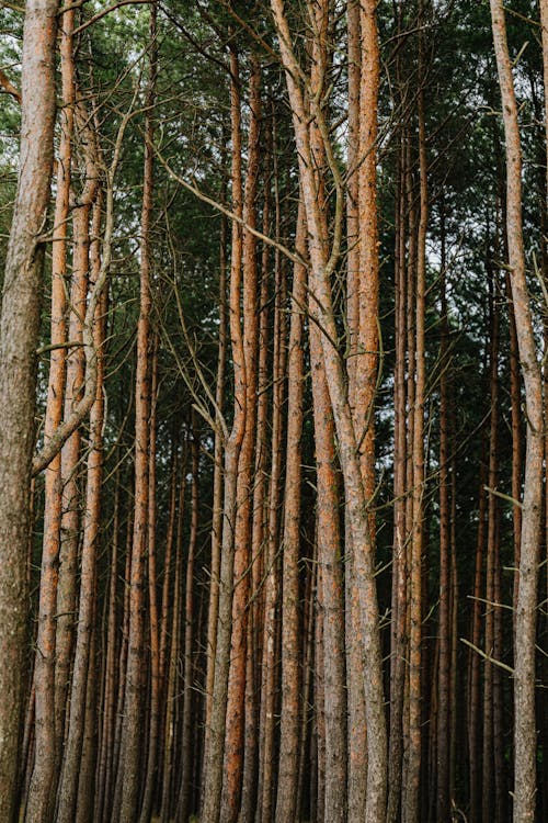 Tall Trees in the Forest