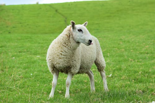 Free White Sheep on Green Grass Field Stock Photo