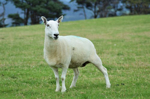 White Sheep on Green Grass Field