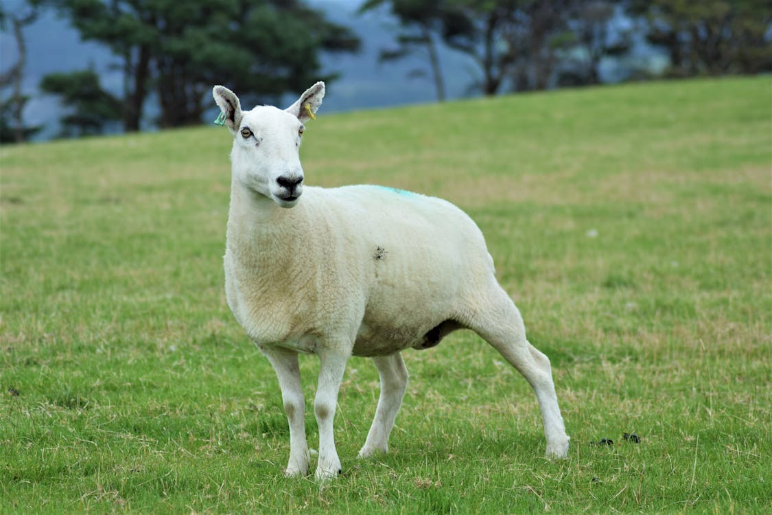 動物, 動物攝影, 哺乳動物 的 免費圖庫相片