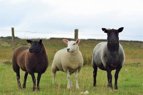 Three Sheep on Green Grass Field