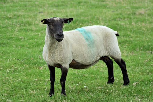 Free Sheep on Green Grass Field Stock Photo