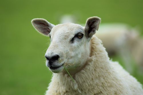 Free A serene close-up of a sheep grazing in a lush field in Wales. Stock Photo
