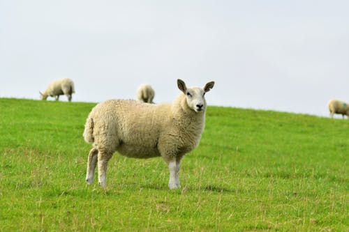 Безкоштовне стокове фото на тему «вівці, луг, пасовища»