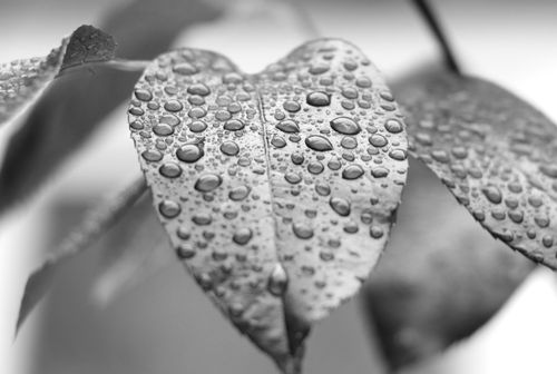 Free A detailed black and white close-up of water droplets on leaves, showcasing texture and nature. Stock Photo