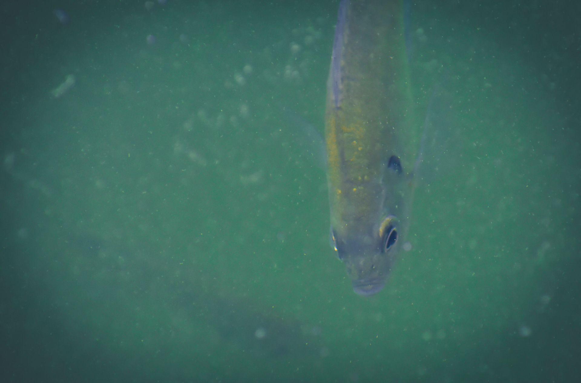 From above of small shimmering fish with gleaming scales swimming in deep blue muddy water